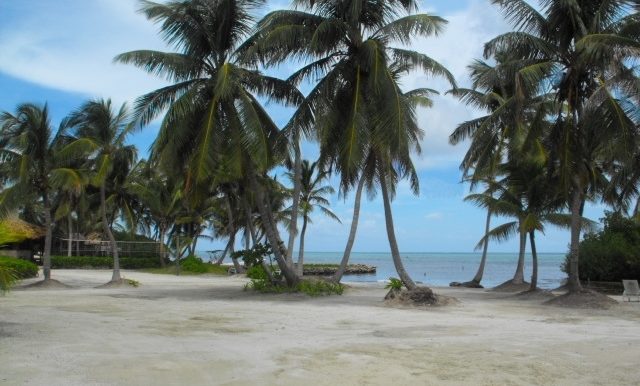 sand palm trees